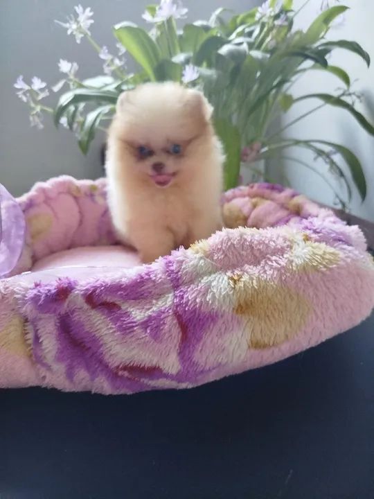 Spitz alemao - Foto 6