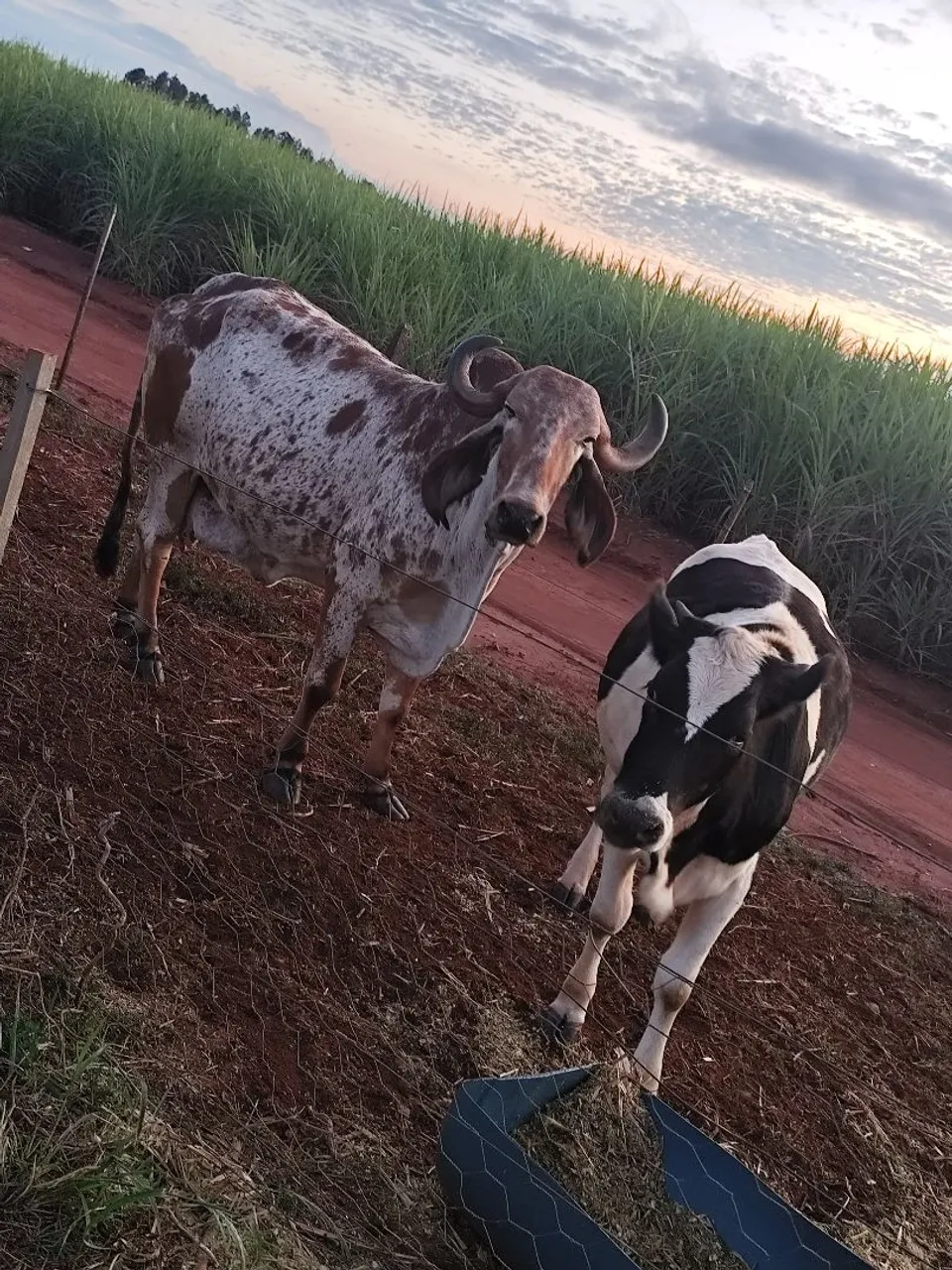 Vaca gir pura