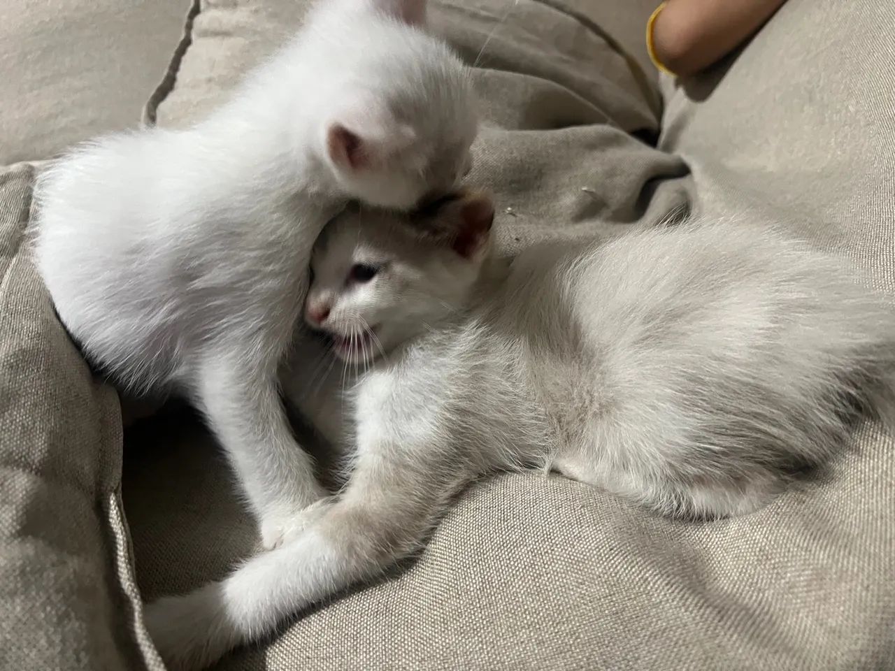 Doação de filhotinhos de gato  - Foto 3