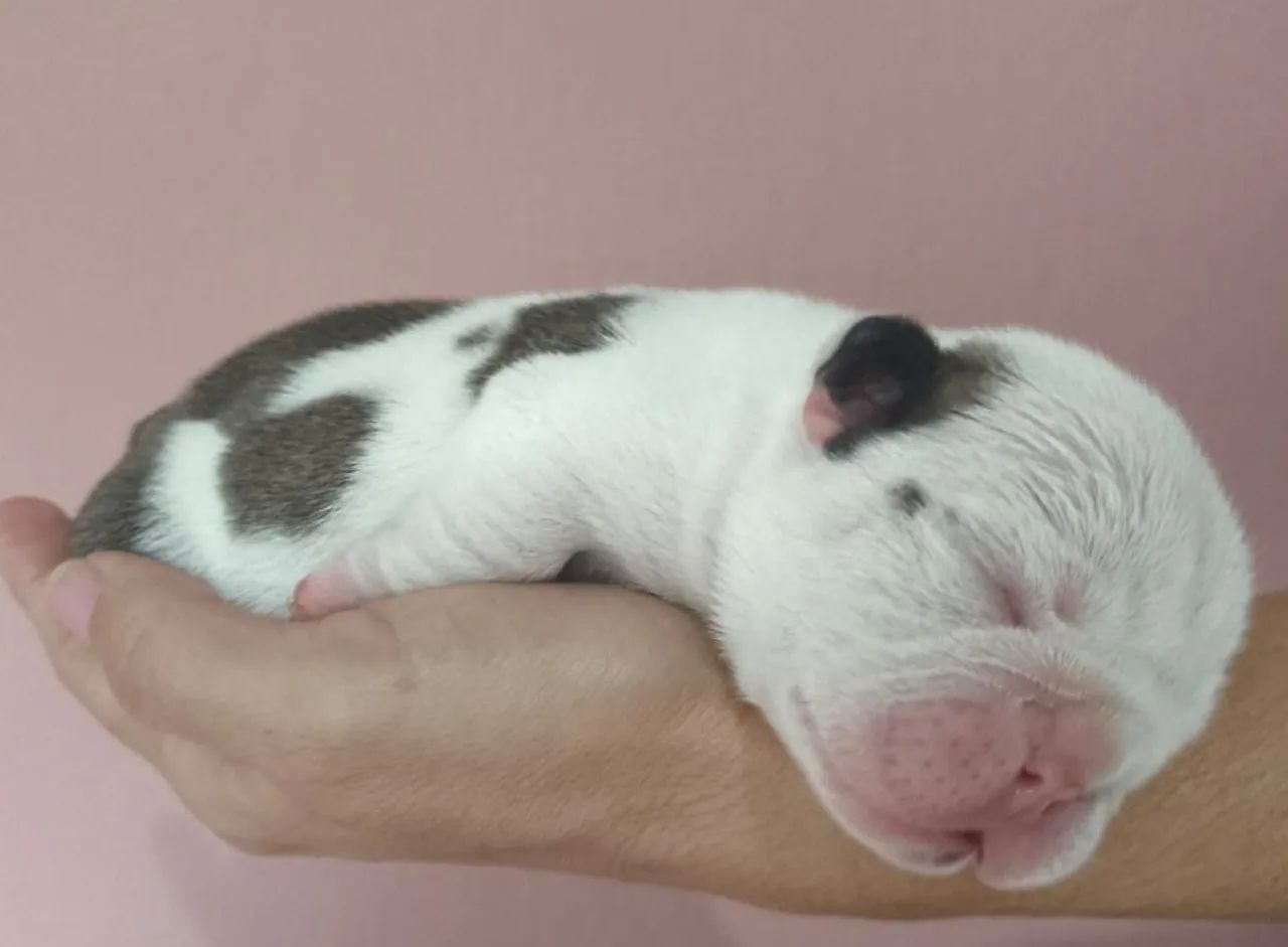 Filhote de Bulldog Inglês. - Foto 3