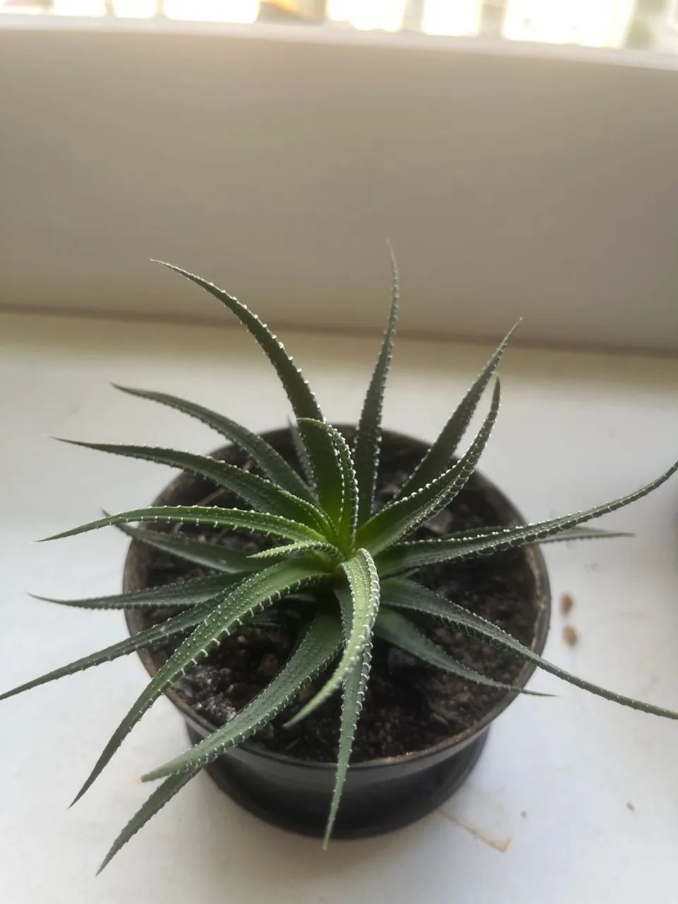 Vaso com suculenta 