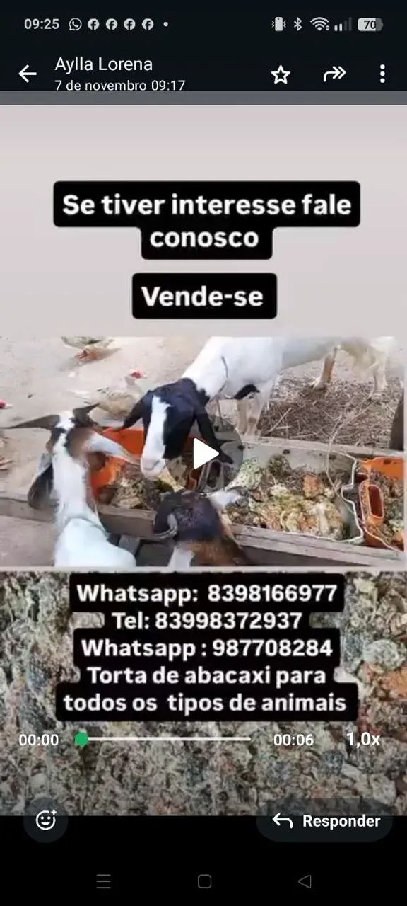 Alimentação animal - Foto 4