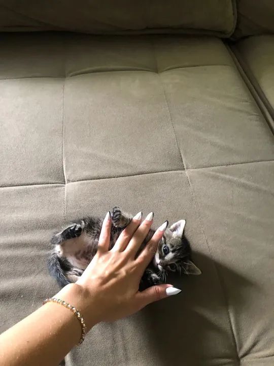 Filhote de gato  - Foto 4
