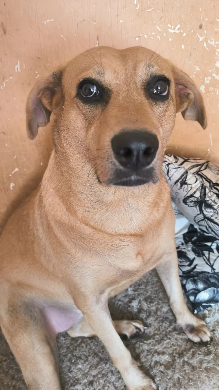 Cãozinho adorável para adoção