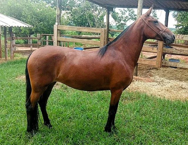 ÉGUA MANGALARGA MARCHADOR 