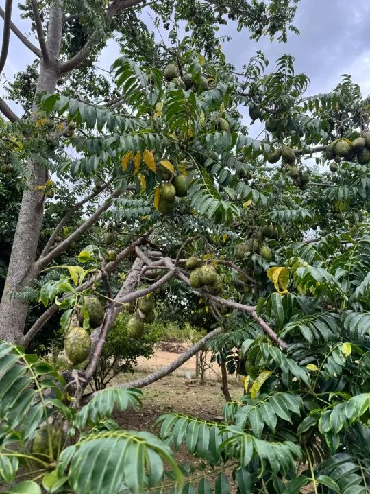 ( Chácara com 7.200m² e Casa de Campo  Pronta para Usar! } - Foto 9
