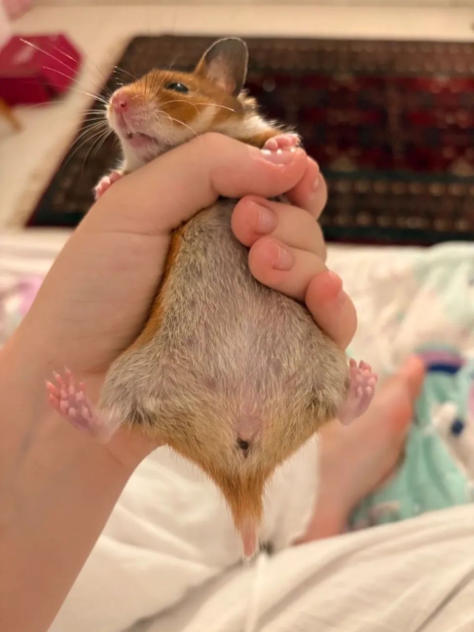 Hamster Sírio - Foto 3