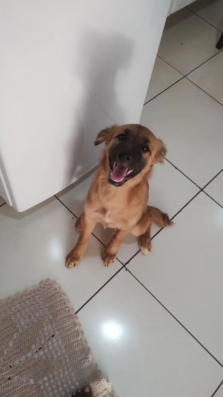 Doase cachorrinha filhote porte grande  - Foto 4