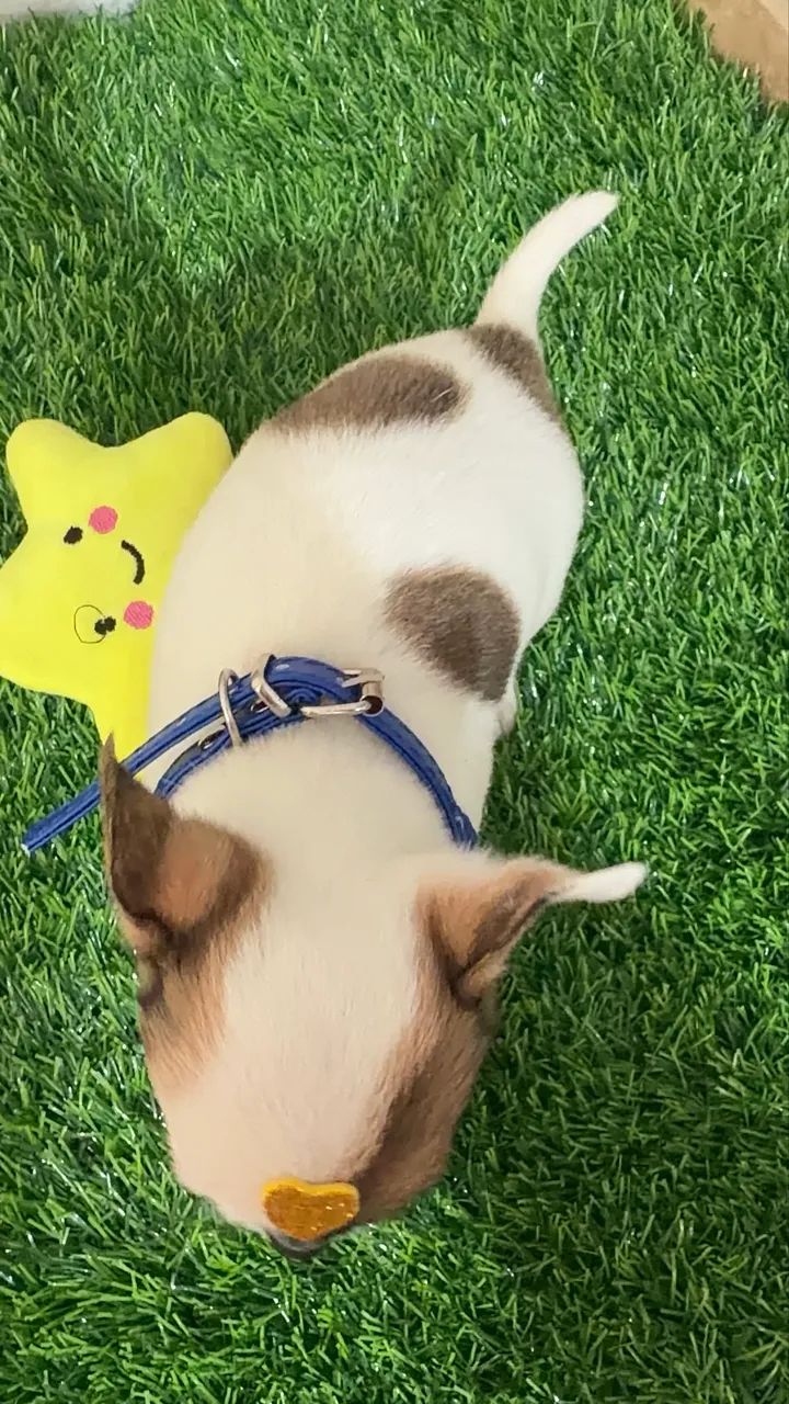 Chihuahua  - Foto 4