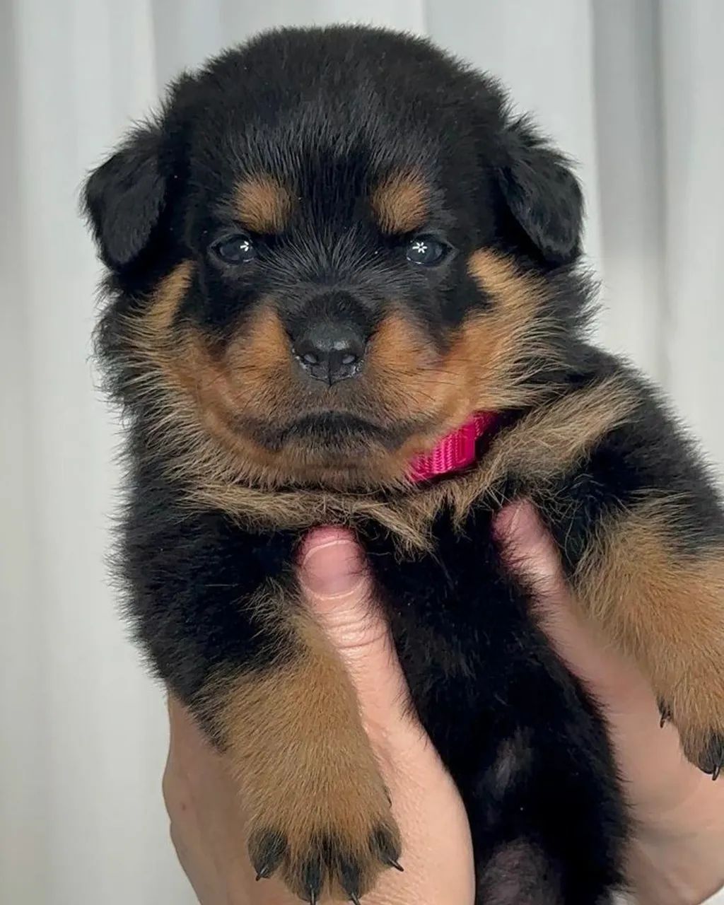Rottweiler alemão  - Foto 2