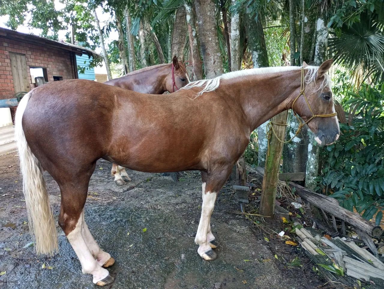 Égua Baia Ruana - Foto 2