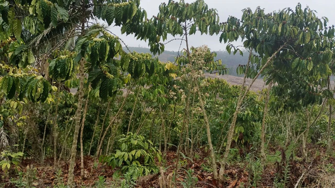 Terreno com café  - Foto 4