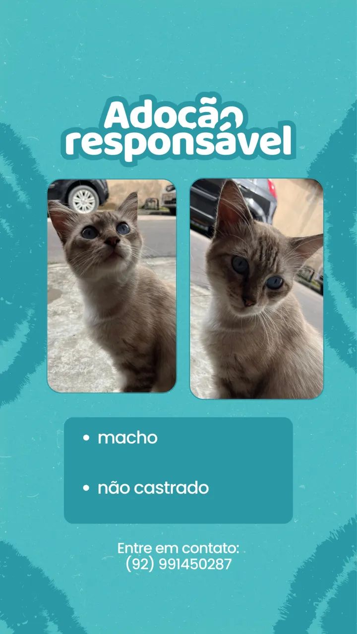 GATO PRA ADOÇÃO RESPONSÁVEL 