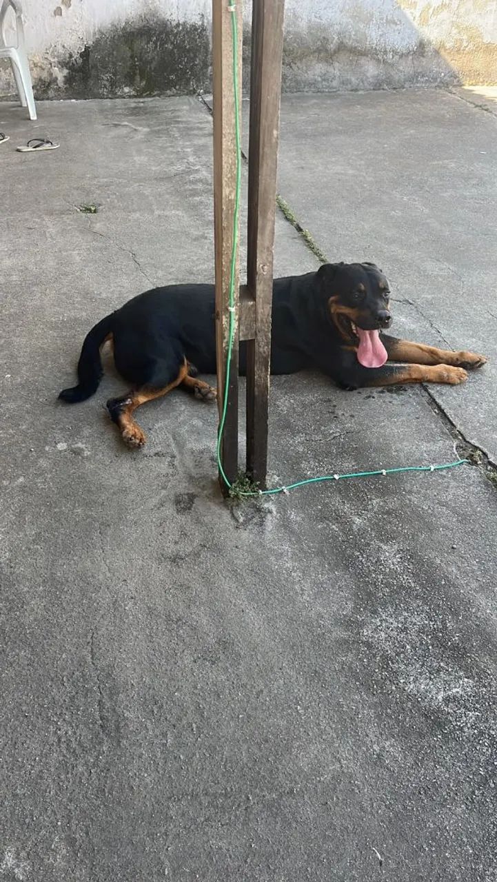 Para adoção 