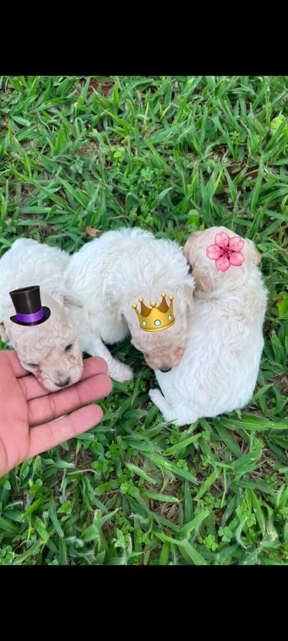 poodles 