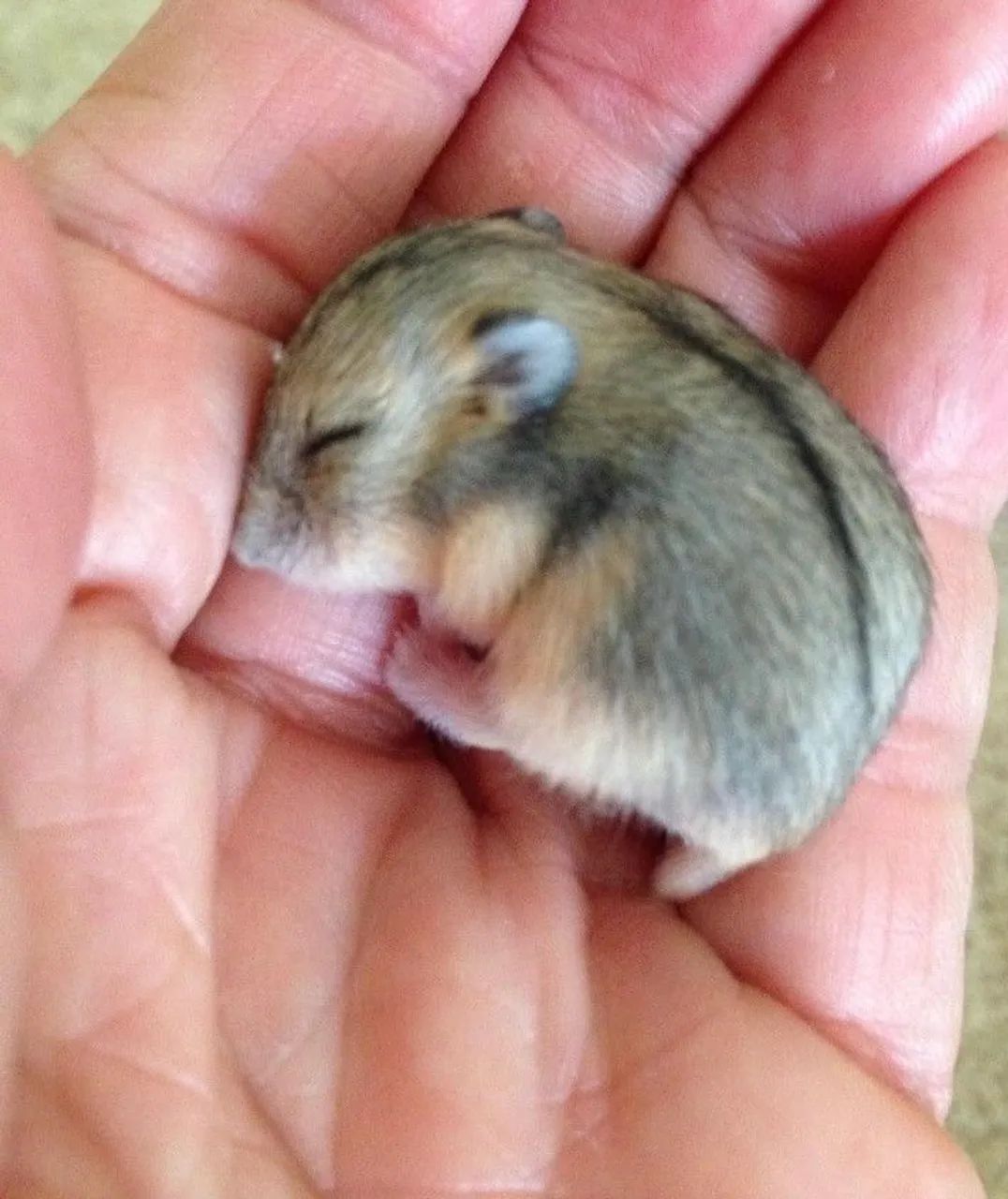 Hamster Filhote  - Foto 2