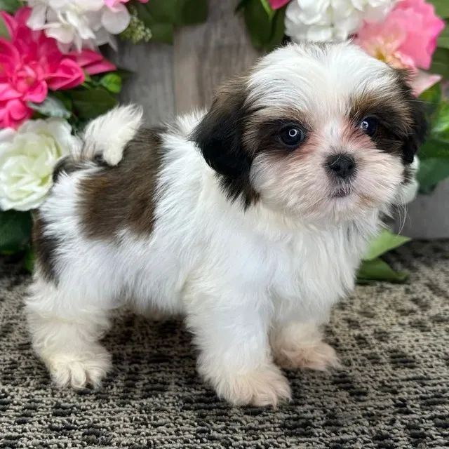 shih tzu bem pequenos - Foto 3