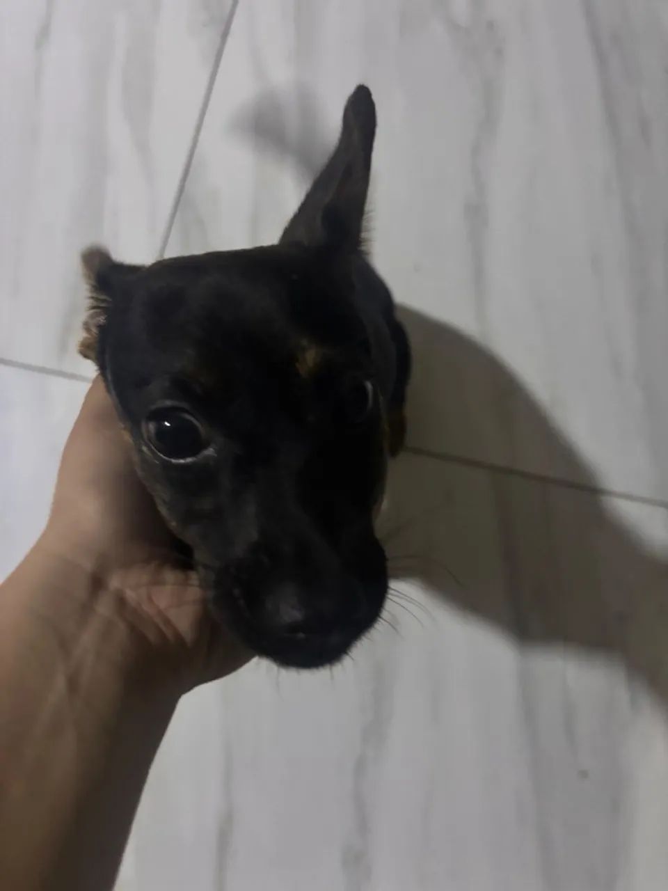 Cachorra misturada com pinscher doação  - Foto 3