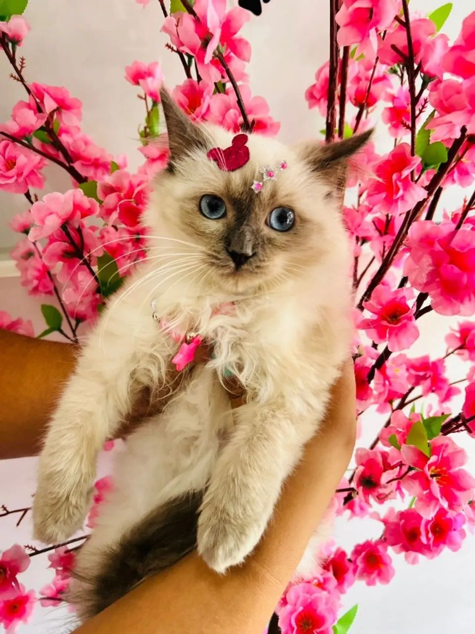 Ragdoll