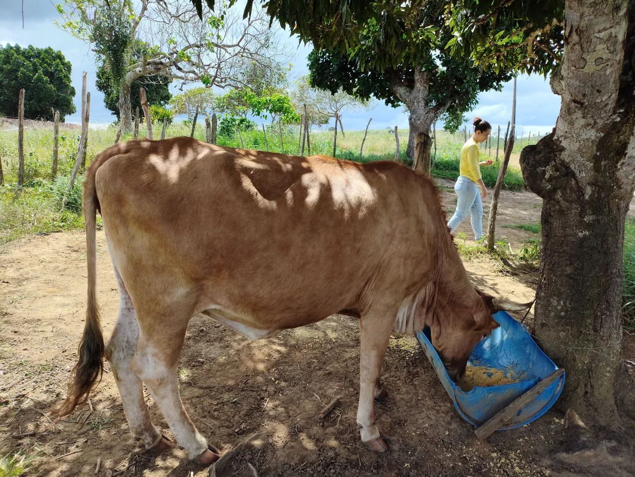 Vendo essa vaca  - Foto 4