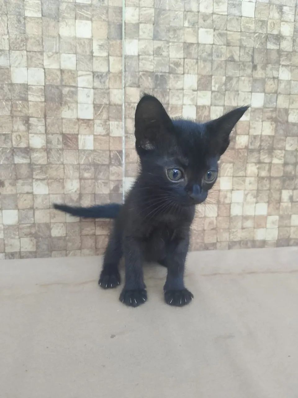Doação de gatinhos - Foto 3