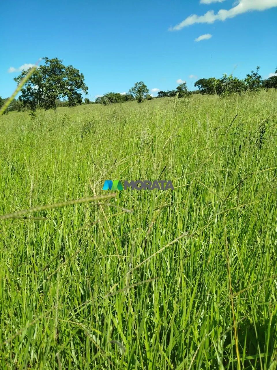 FAZENDA À VENDA - 167 HECTARES - ABAETÉ (MG) - Foto 2