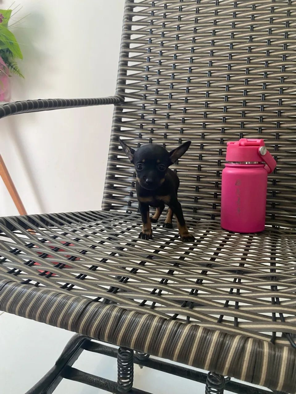 Filhotes de Pinscher  - Foto 2