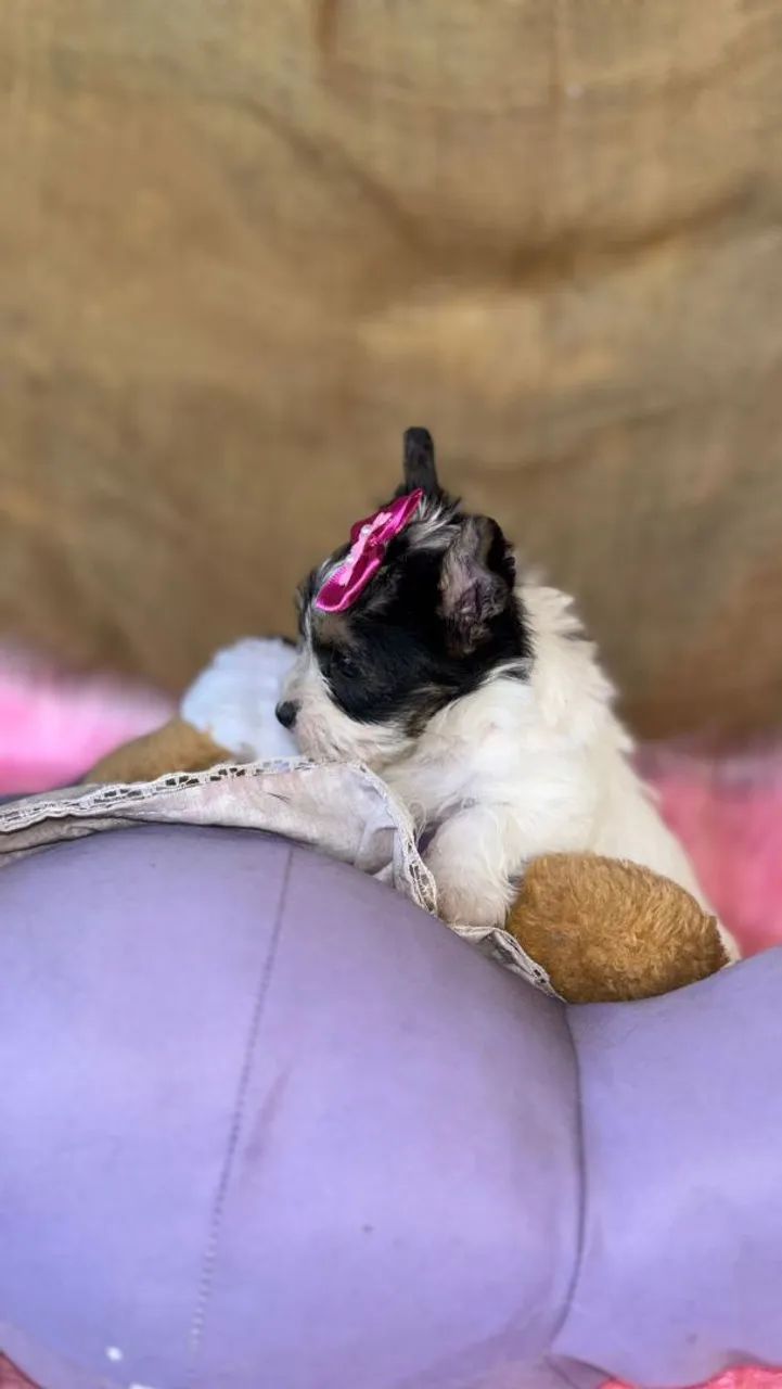 Biewer fêmea  - Foto 3