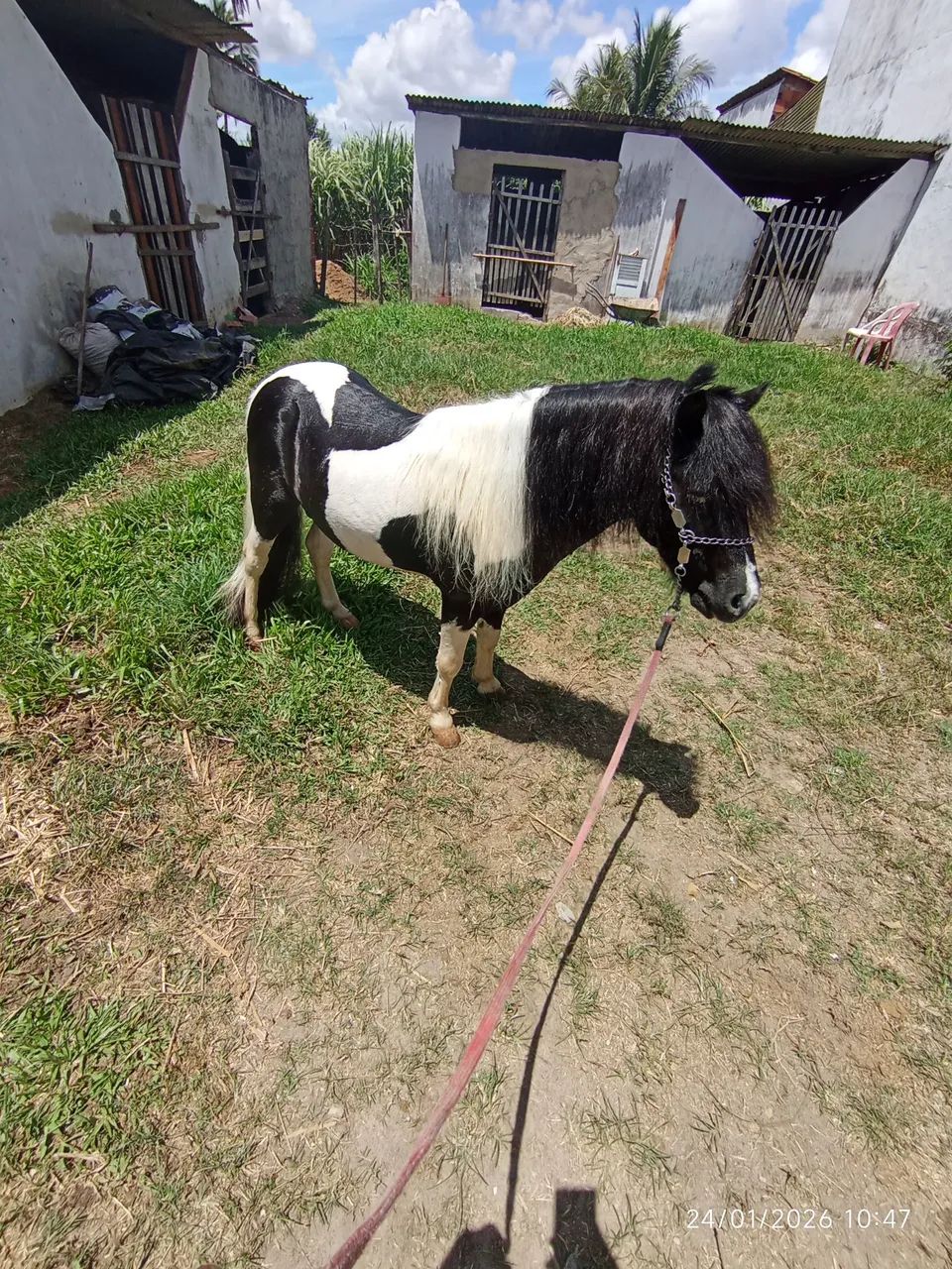 Pônei fêmea  - Foto 6