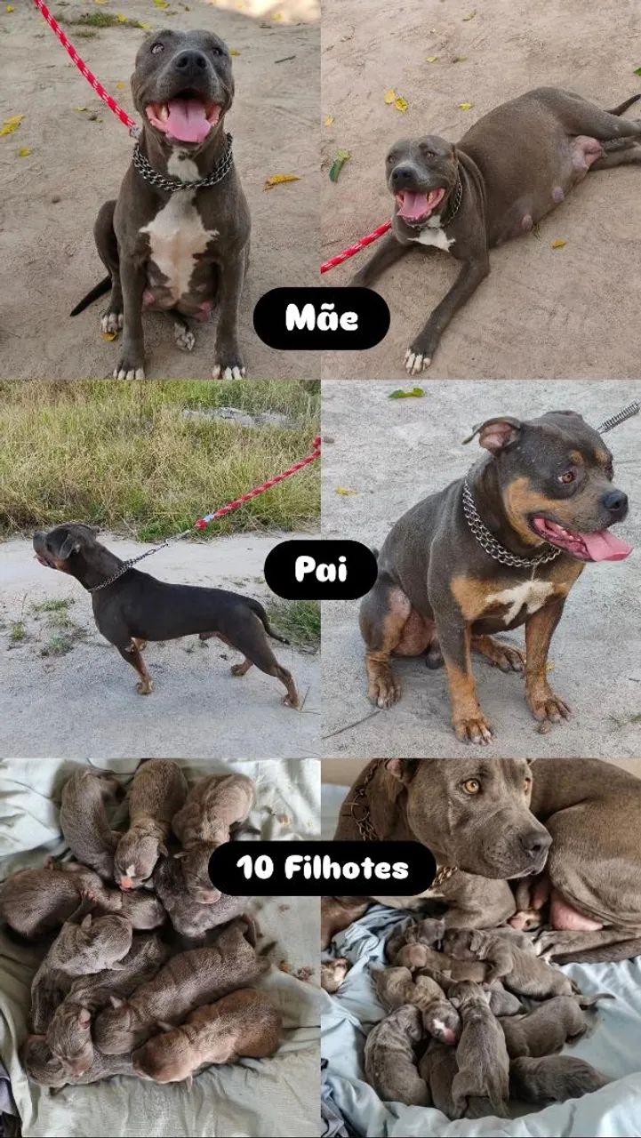 Filhotes de pitmonster com Pedigree  - Foto 3