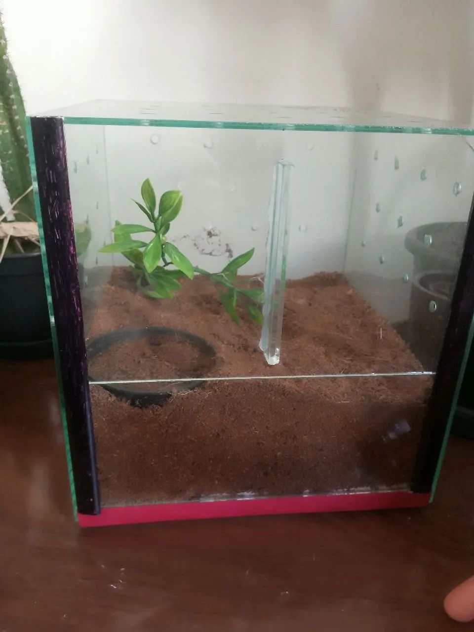 Terrário 