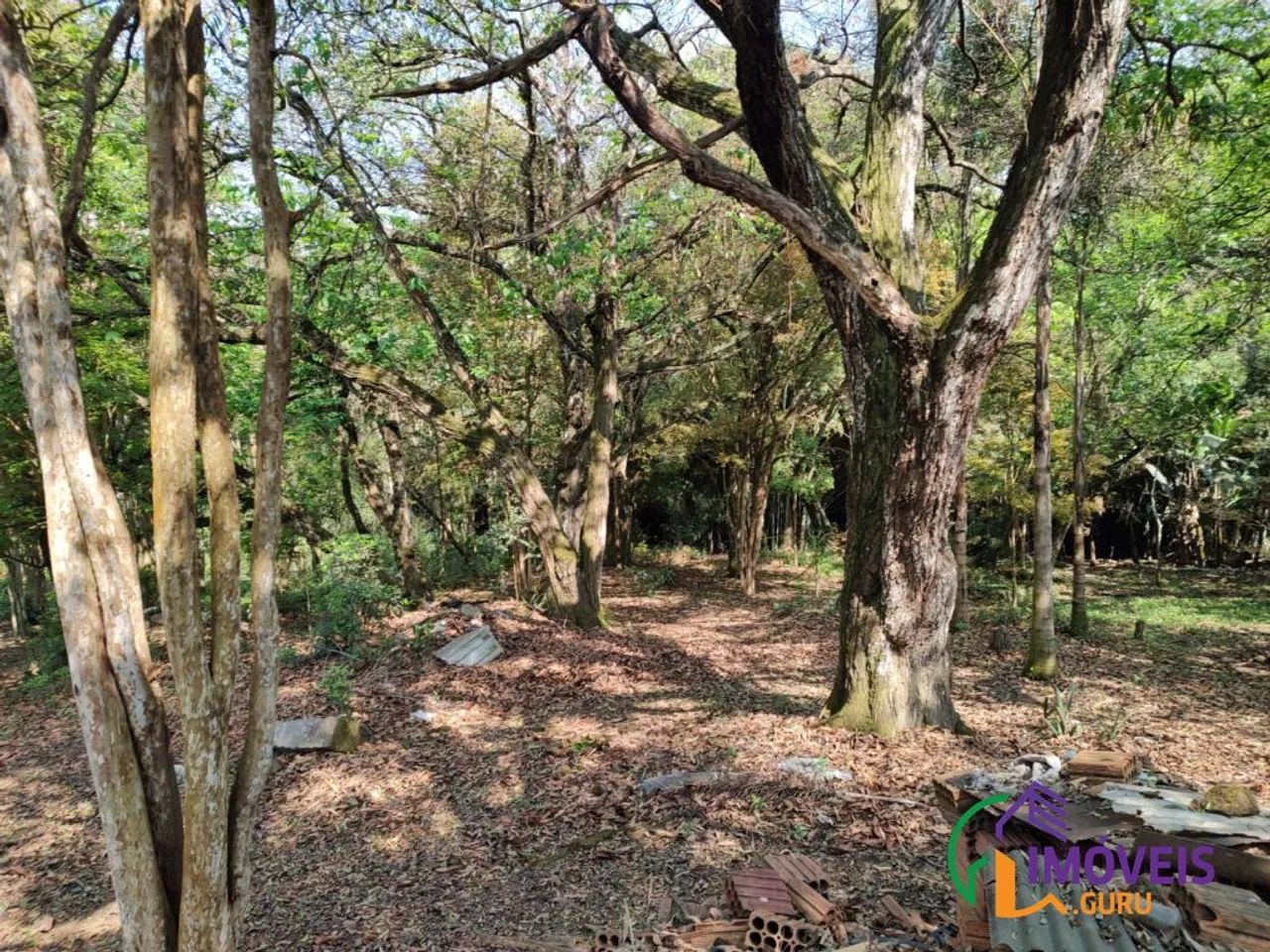 TERRENO - BIANUCCI - MG - Foto 4