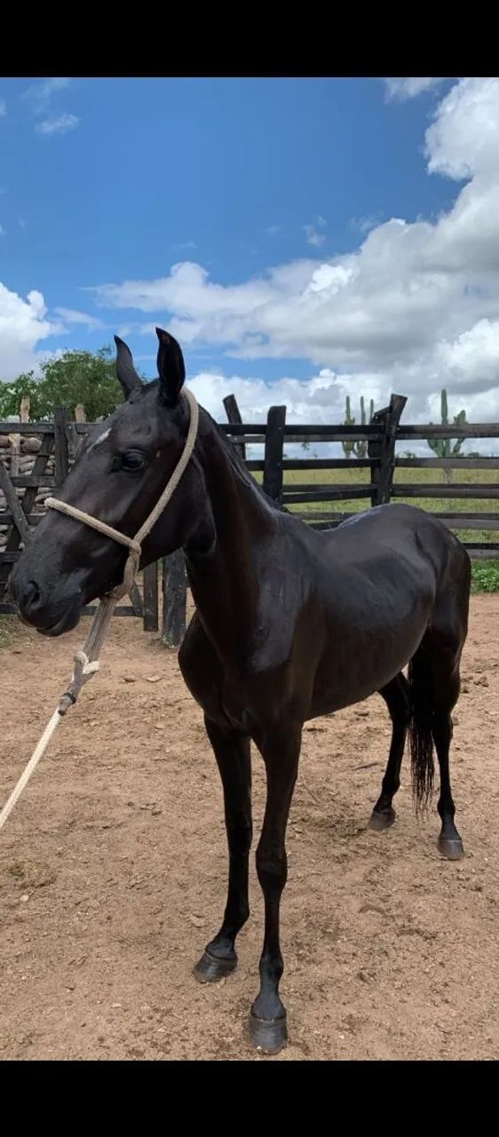 Cavalo  - Foto 2