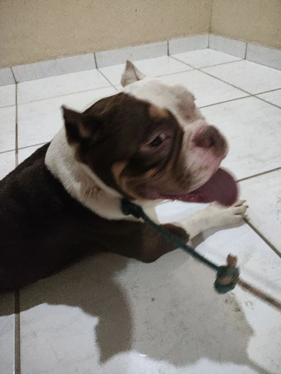American Bully  - Foto 4