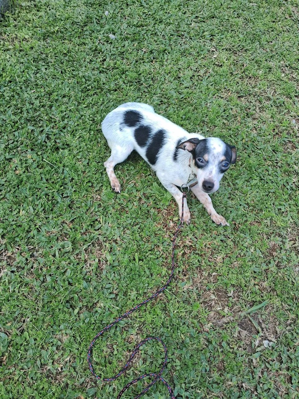 Animal de estimaçao  - Foto 3