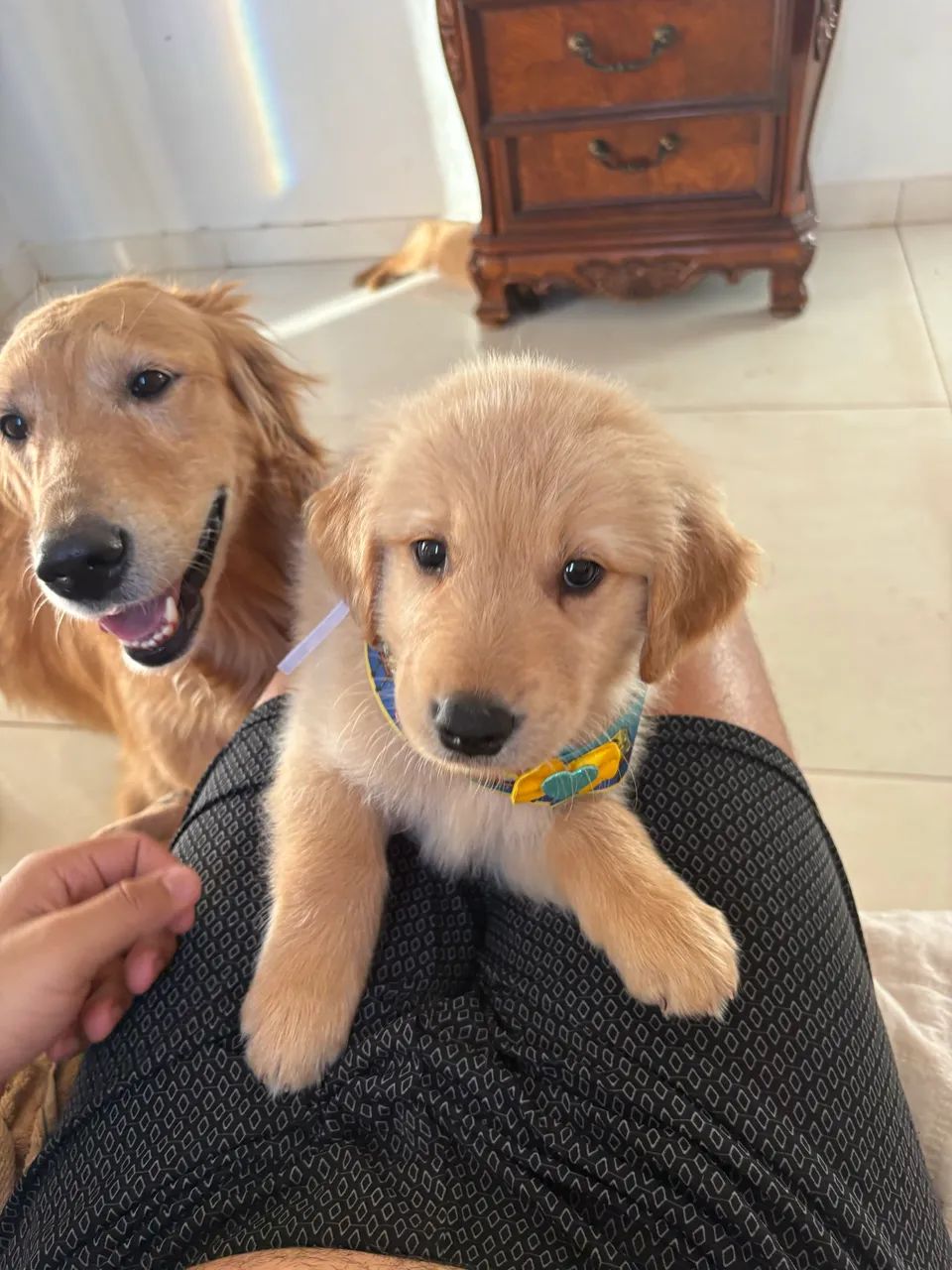 Golden retriever  - Foto 2