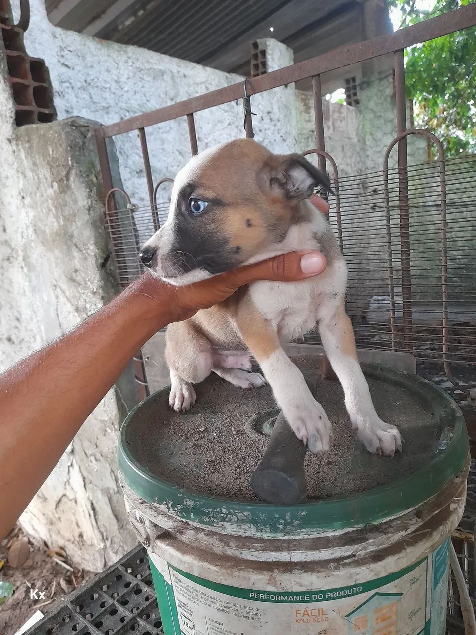 Doação cachorro  - Foto 5