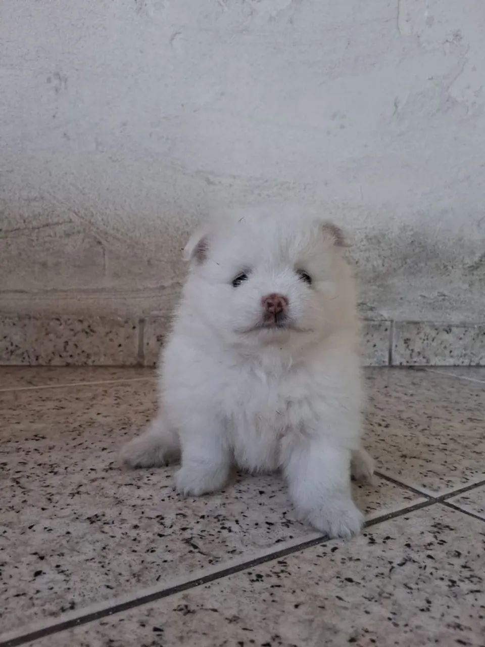 Spitz alemão 