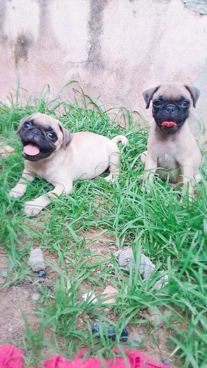 Pug disponíveis  - Foto 3