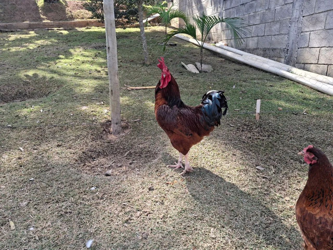 Galo Embrapa - Foto 2