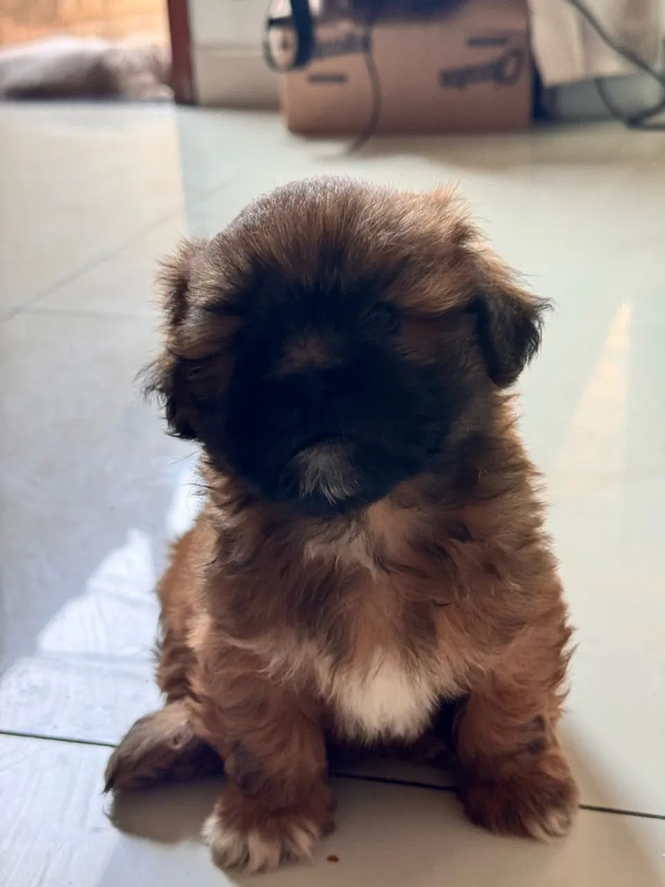 Filhote Lhasa Apso - Foto 2