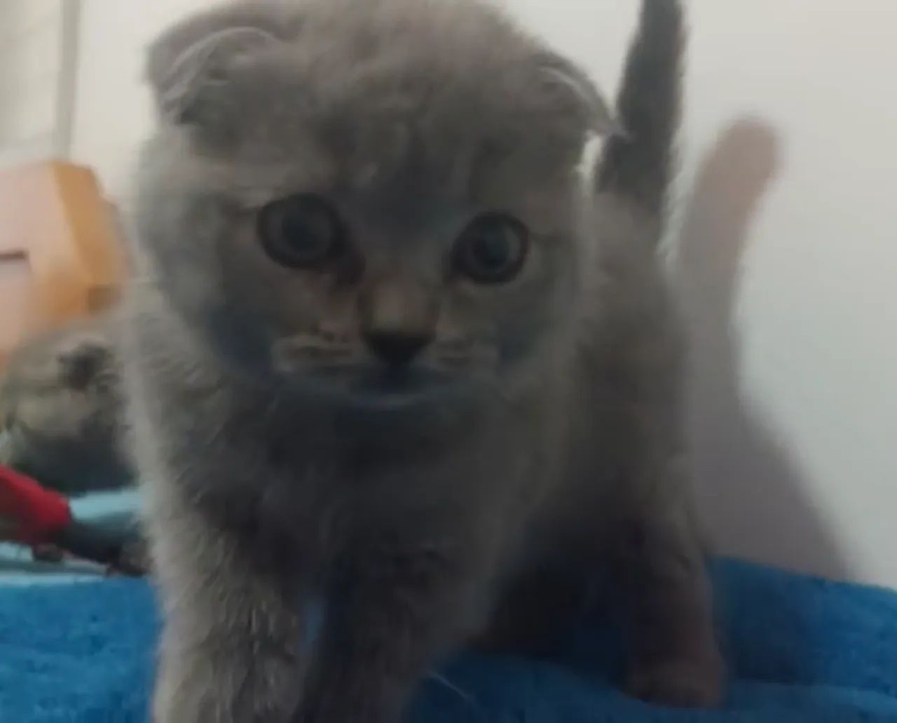  Scottish Fold fêmea lindíssima - puro charme e delicadeza - Foto 2