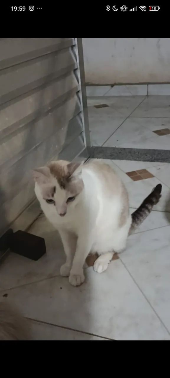 Gatod