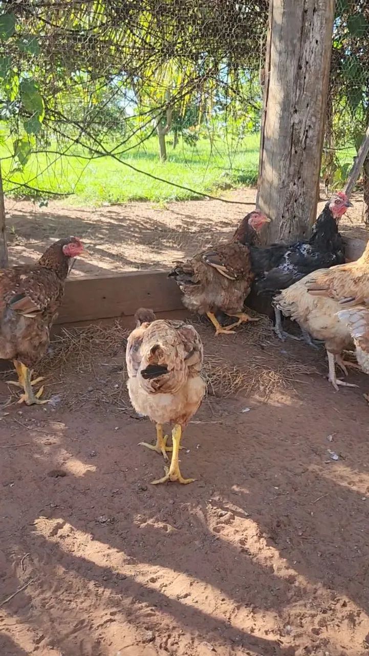 5 galinhas e 2 frangas GSB (galinha sertaneja balão) - Foto 3