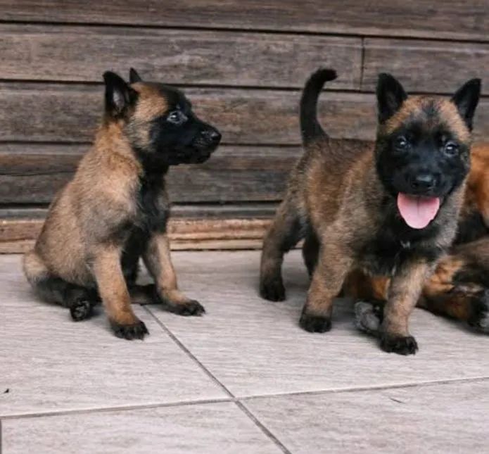 Pastor BELGA (Malinois) 