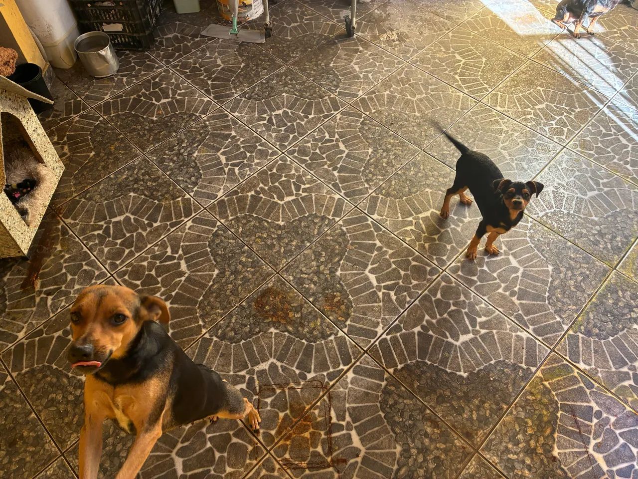 Doação  - Foto 3