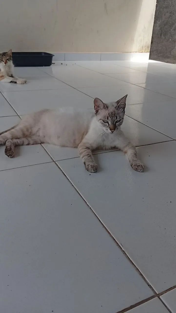 Doação de Gatas