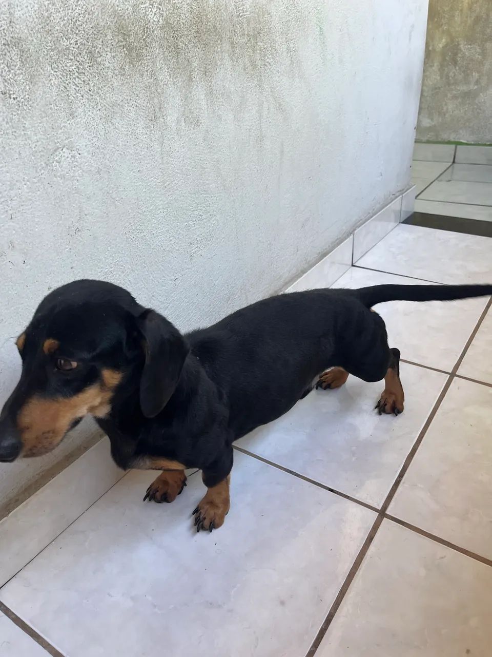 Adoção responsável  - Foto 3