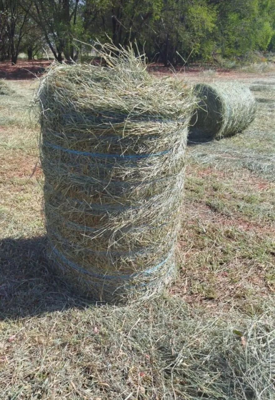 Feno Dyctioneura verde cavalo 120kg CARGA FECHADA - Foto 2