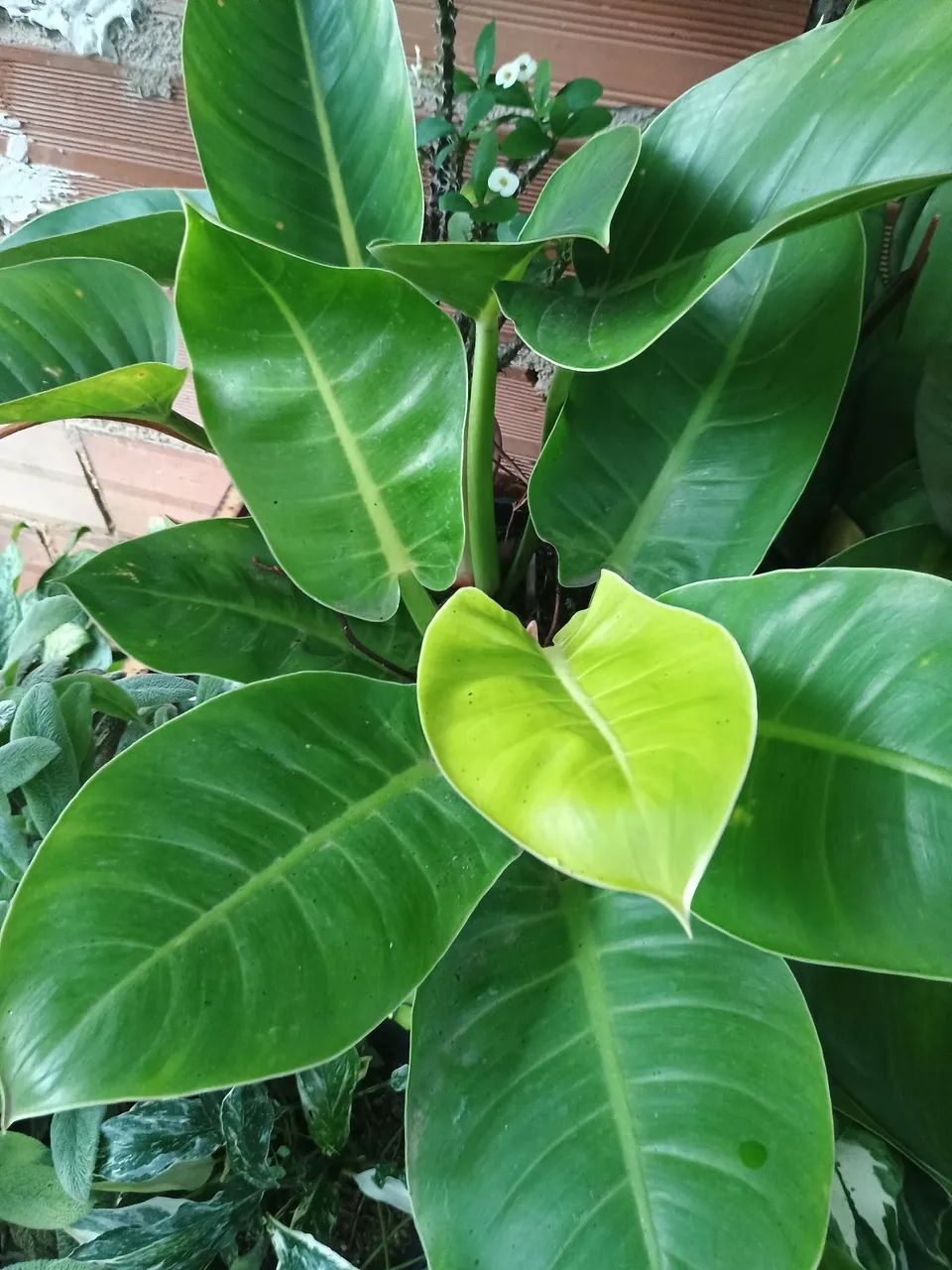 Vendemos plantas  - Foto 3